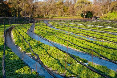 Taze yeşil bitkilerle tarlada sulama sistemi 