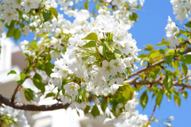 İlkbaharda açan ağaçların çiçeklerini kapat.