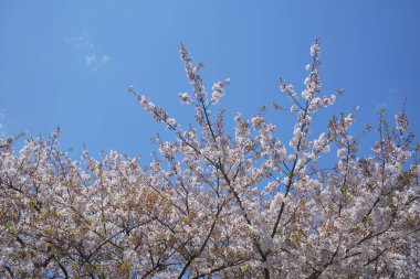 Bahar çiçekleri Bahçede çiçek açan kiraz ağacı.
