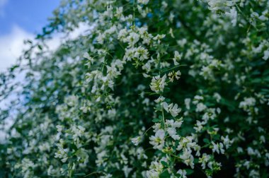 Ağaç dallarında beyaz çiçekler