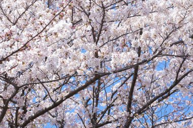 İlkbaharda açan ağaçların çiçeklerini kapat.