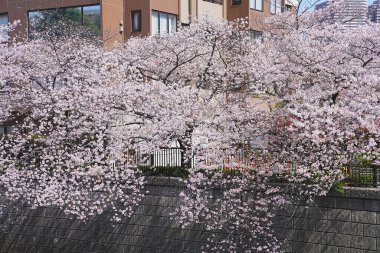 Japonya 'da kiraz çiçeği.