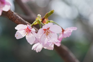 Kiraz ağacının güzel pembe çiçekleri