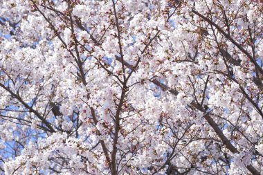 Güzel kiraz ağacının yakınında.