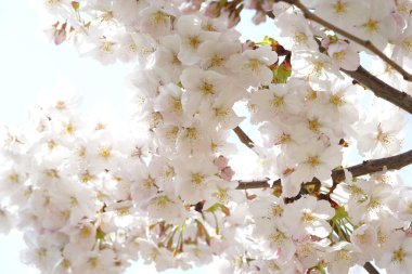 güzel kiraz ağacının baharda çiçek açan.