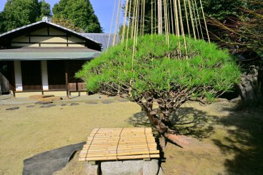 Japon parkında gündüz vakti yeşil ağaçlar ve bitkiler