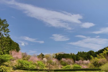 bahar manzarası mavi gökyüzü ve parktaki ağaçlar 