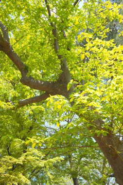 Bahar ormanındaki yeşil yaprakların güzel manzarası 
