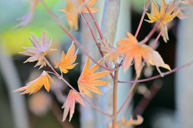 Renkli sonbahar yapraklarını kapat