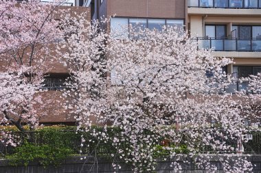 Japonya 'da kiraz çiçeği.