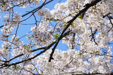 Bahar bahçesindeki dallarda kiraz çiçekleri     