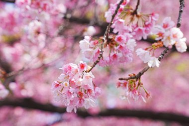 Dallarında pembe çiçekler açan güzel bir ağaç.