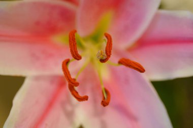 Bahçede yetişen güzel zambak çiçeği 
