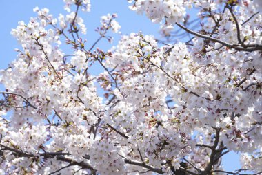 Güzel kiraz ağacının yakınında.