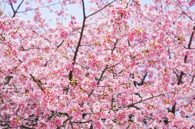 Dallarında pembe çiçekler açan güzel bir ağaç.
