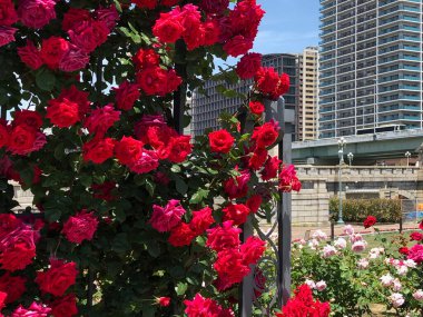 Bahçedeki güzel çiçekler 