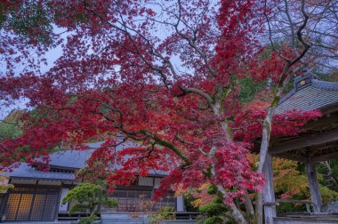 Renkli ağaçlarla dolu muhteşem bir sonbahar manzarası.