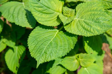 Güneş ışığında yeşil yapraklar, yakın çekim 