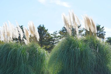 Cortaderia otlarının güzel manzarası, dekoratif bitkiler.