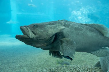 Suyun altındaki büyük balık manzarası