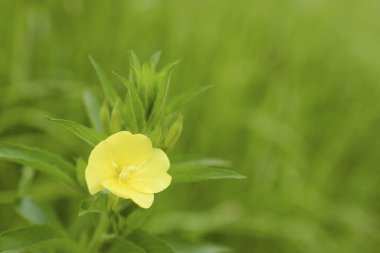 doğal sarı çiçek