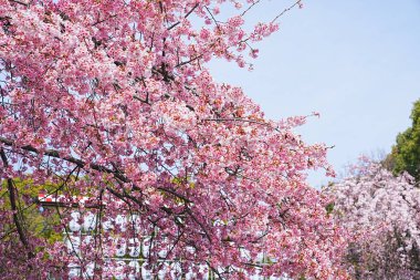 Japonya 'da kiraz çiçeği.