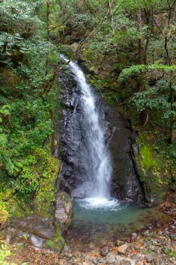 Ormanın ortasında bir şelale.