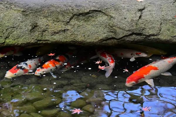 Beautiful Koi Fish Pond — Stock Photo, Image