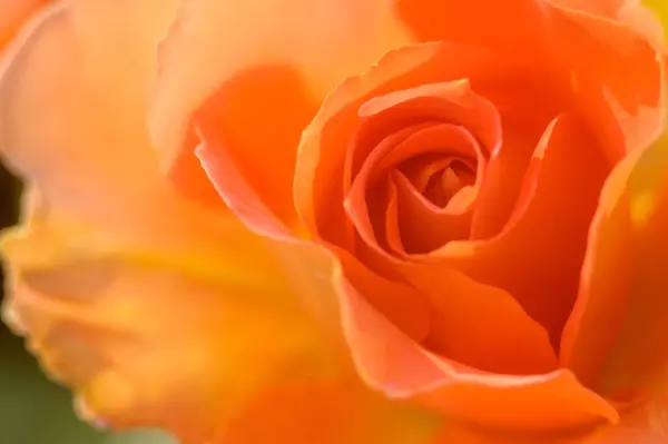 Güzel Gül Çiçeğinin Yakın Plan Görüntüsü Seçici Odak — Stok fotoğraf
