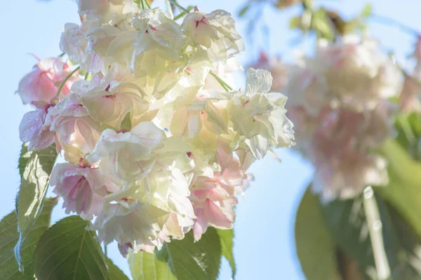 Όμορφο Άνθος Κερασιάς Στην Ιαπωνία — Φωτογραφία Αρχείου