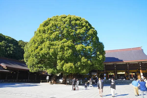 明治神社本堂前で育った大きな木 — ストック写真