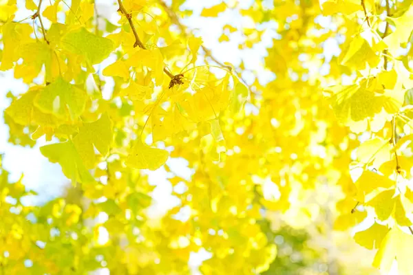 Hojas Otoño Flora Temporada Otoño Hojas Amarillas Ramas Árboles —  Fotos de Stock