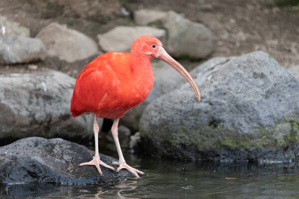 scarlet ibis, sometimes called red ibis (Eudocimus ruber), a species of ibis in the bird family Threskiornithidae.