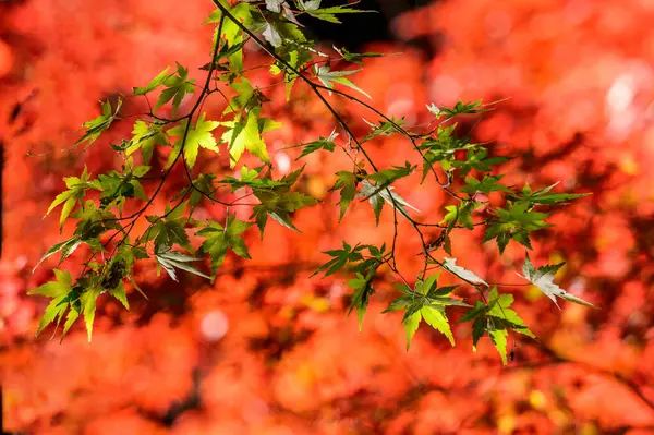 red maple leaves, japanese maple