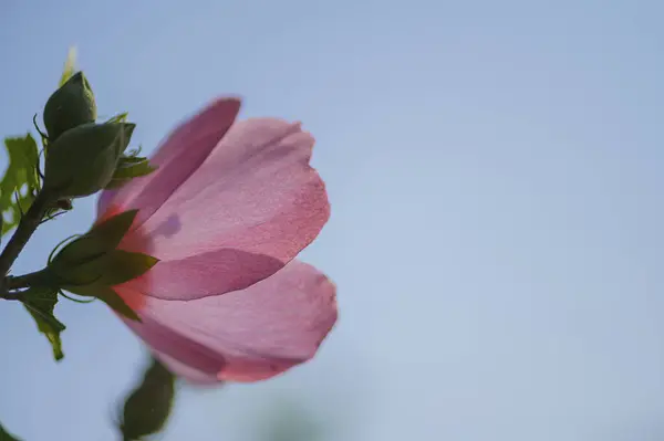 beautiful pink flower on a background of a blue sky