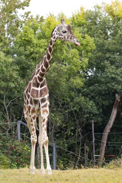 Portret Pełnej Długości Żyrafy Zoo — Zdjęcie stockowe