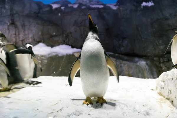 Pingüino Zoológico —  Fotos de Stock
