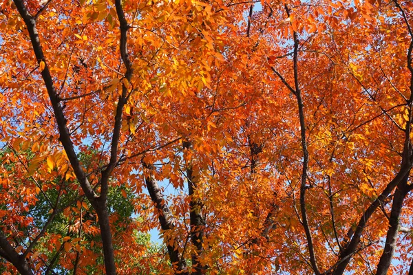 Sonbahar Yaprakları Ağaçlarda Sonbahar Mevsimi — Stok fotoğraf