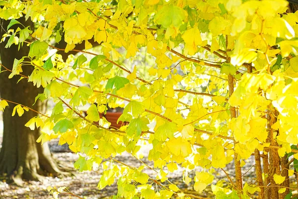 autumn leaves, fall season flora. yellow leaves on tree branches