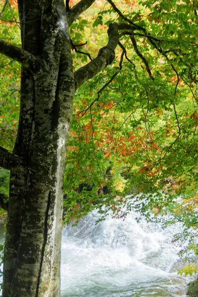 Ormanda Bir Nehir Olan Sonbahar Manzarası — Stok fotoğraf