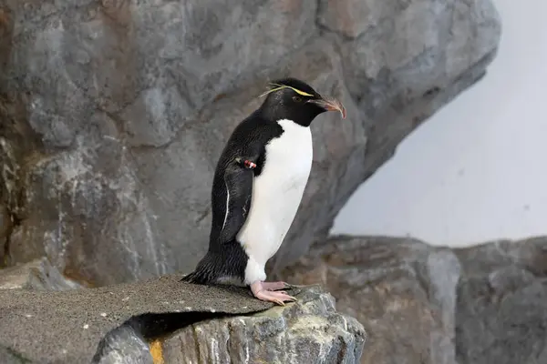 Tučňák Skále Zoo — Stock fotografie