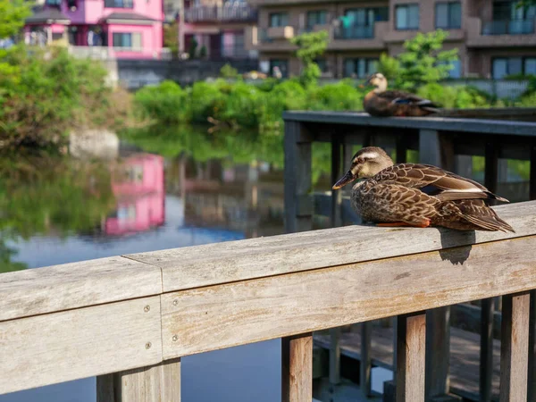 Ducks Wooden Fence City — Stock Photo, Image
