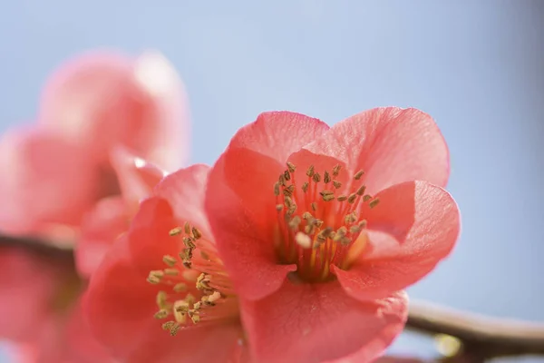 Όμορφο Άνθος Κερασιάς Στην Ιαπωνία — Φωτογραφία Αρχείου