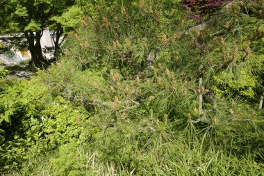 Parkta güzel yeşil yapraklar, yemyeşil yapraklar.   