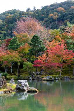 Nehir kıyısında parlak yaprakları olan sonbahar ağaçları