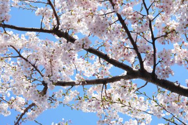 İlkbaharda açan ağaçların çiçeklerini kapat.