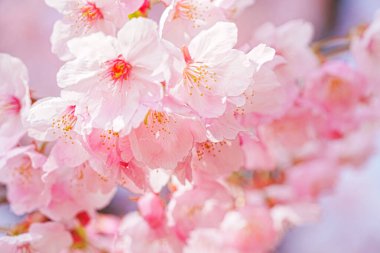 İlkbaharda pembe kiraz çiçekleri 