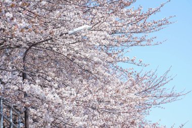 Japonya'da kiraz çiçeği çiçekleri