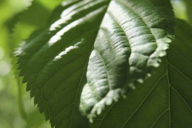 Yeşil yapraklara, bitkilere ve doğaya yakın.