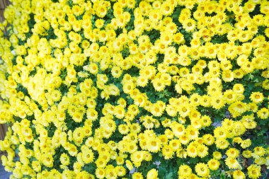 Güzel çiçekler, yakın görüş, doğa konsepti.